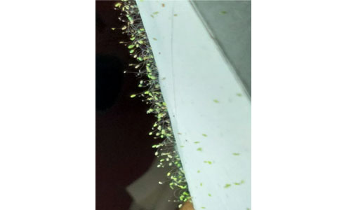 aphid-sucking-pest-control-green-lacewing-eggs