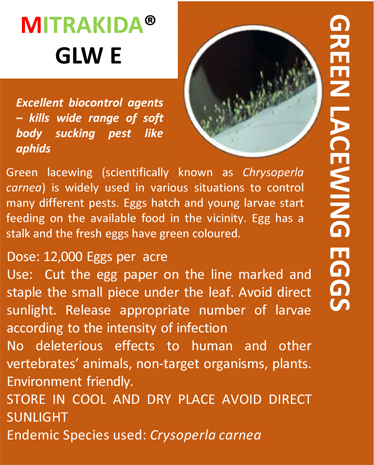 aphid-sucking-pest-control-green-lacewing-eggs