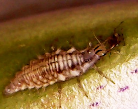 aphid-sucking-pest-control-green-lacewing-larvae1