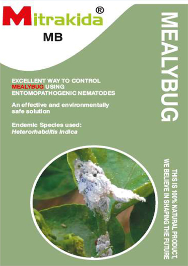 mealy-bugs-white-mava-mawa-infection-control1