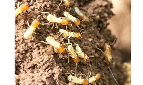 soil-termite-management-services